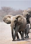 Elefant nähert sich über Sandebenen mit Herde nach im Hintergrund