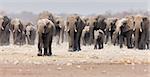 Large herd of elephants approaching over  the dusty plains of Etosha (focus on foremost elephant)