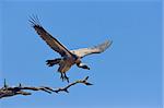 Whitebacked Vulture flying down from tree; Gyps Africanus; South Africa