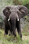 African Elephant; Loxodonta Africana; South Africa