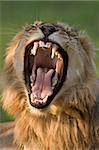 Dangerous teeth of a young male lion; panthera leo