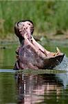 Hippopotamus displaying dominant behavior; Hippopotamus amphibius; South Africa