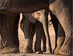 Baby elephant seen through adult's legs; Loxodonta Africana; Etosha