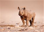 Baby Black Rhinoceros standing on salty plains of Etosha