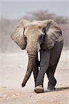Elephant approaching over dusty sand in Etosha