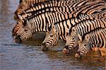 Herd of zebras drinking water in Etosha; Equus burchell's