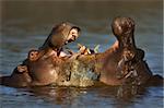 Two fighting hippos; Hippopotamus amphibius; South Africa