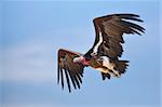 Lappetfaced Vulture in flight; Torgos Tracheliotus; South Africa