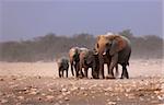 Large herd of elephants approaching over  the dusty plains of Etosha