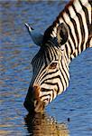 Close-up of a zebra drinking at a waterhole in  Etosha; Equus burchell's