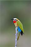 Side view of a Whitefronted Bee-eater ; merops bullockoides; South Africa