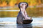 Hippopotamus amphibius displaying aggressive behavior; South Africa