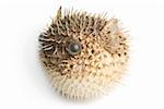 Porcupine fish isolated on a white background