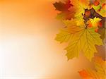 Autumn leaves, soft shallow focus. EPS 8 vector file included