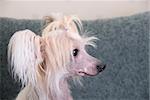 Chinese Crested Dog close up portrait