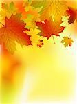 Fall yellow maple leaves. EPS 8 vector file included