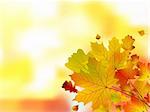 Autumn leaves, very shallow focus. EPS 8 vector file included