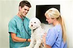 A dog at the vet having his heart rate measured