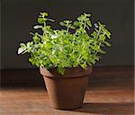 Potted Oregano herbal plant on wooden table.