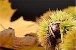 Close-up of edible sweet chestnuts. Shallow dof, copy space