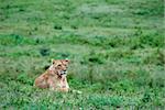 Lioness on a grass. The lioness has a rest on a green grass of meadows of Ngoro Ngoro.