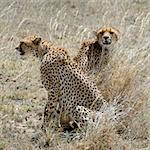 Two cheetahs in a grass. Two cheetahs sit in the grass which has turned yellow from the sun.