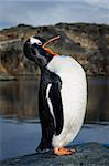 Penguin standing on the rock