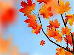 Red maple Tree Leaves against blue sky. EPS 8 vector file included