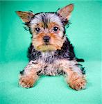 Small Yorkshire Terrier puppy on green background