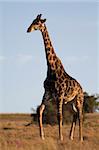 A lone male giraffe walks over a grassland. Photo taken in Eastern Cape nature reserve, Republic of South Africa.