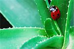 Red spotted Ladybird on green aloe leaves (selective focus on ladybird head)