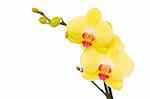 Beautiful yellow orchid on white background