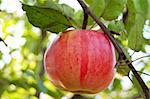 Ripe red apple on the branch