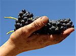hand holding grape cluster