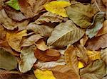 colorful autumnal walnut leaves background