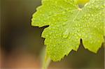 Lustrous Green Grape Leaf with Water Drops Macro Image.