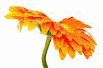 Beautiful orange flower on a white background