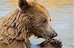 Brown Bear Eating Grapes In the Water