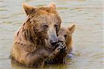 Brown Bear Mother and Her Cub Eating Grapes in the Water