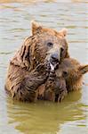 Brown Bear Mother and Her Cub Eating Grapes in the Water