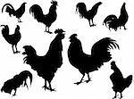 roosters collection silhouettes - vector