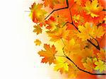 Autumn leaves, very shallow focus. EPS 8 vector file included