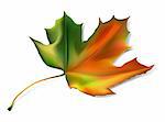 autumn editable vector leaf