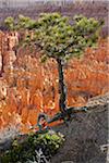 Parc National de Bryce Canyon, Utah, USA