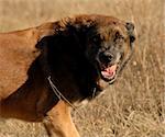 aggressive purebred belgian shepherd malinois in a field