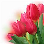 Bouquet of beautiful red tulips. EPS 8 vector file included