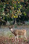 Male Axis or Spotted Deer (Axis axis) INDIA Kanha National Park