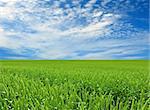 Field of wheat and perfect blue sky