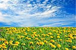 Field of beautiful yellow flowers and perfect blue sky in sunny summer day