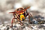 Close-up (macro) of the giant hornet
